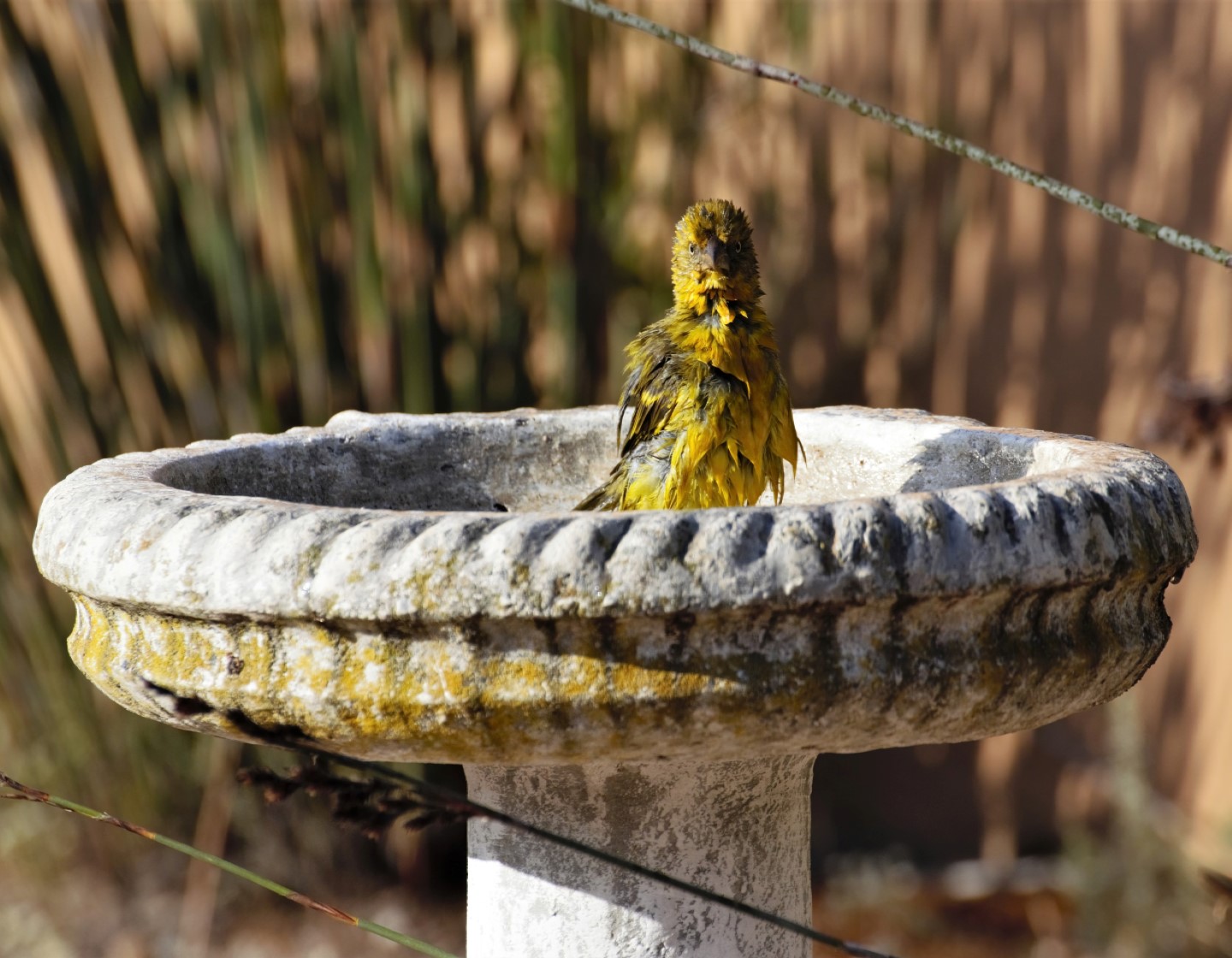 Birdbath Resize.jpg